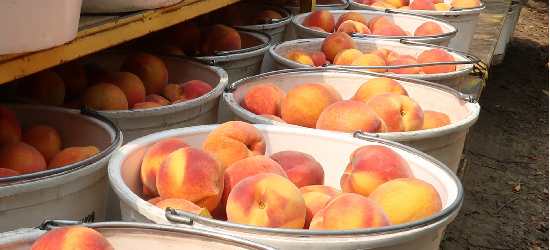 carousel-peaches